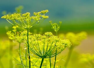 Czy matka karmiąca może pić koper włoski?