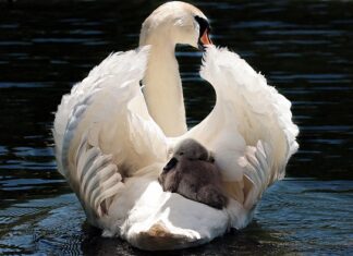 Ile kosztuje taxi helikopter?