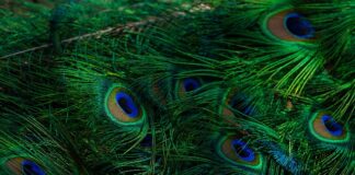 Czy wiesz który to zwierz?