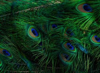 Czy wiesz który to zwierz?