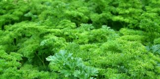 Czy 6 miesięczne dziecko może jeść pietruszkę?