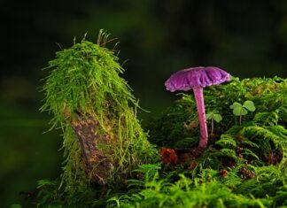 Jaką farbę wybrać do sypialni?