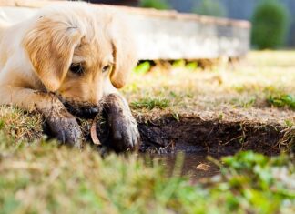 Czy szczeniaki mogą jeść surowe kości?