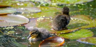 Jak uniknąć zastoju pokarmu?