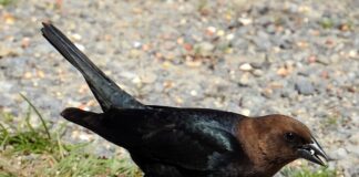 Jaki najgorszy materiał?