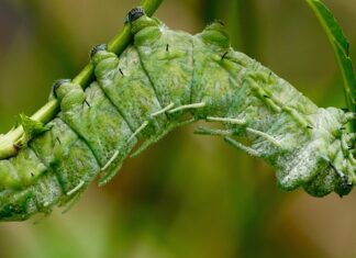 Ile kosztuje Spinner Allegro?