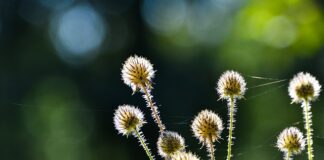 Jakie herbatki uspokajające dla niemowląt?