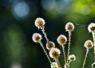 Czy herbatki dla niemowląt są zdrowe?