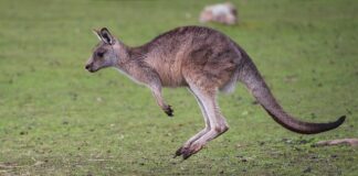 Jakie efekty daje skakanie na skakance?