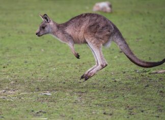Jakie efekty daje skakanie na skakance?