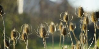 Jakie herbatki dla miesięcznego dziecka?