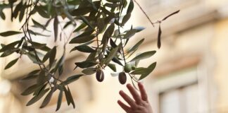 Czy popelina się rozciąga?