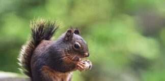 Ile kosztuje go kart?