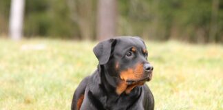 Kto kłamie gra po polsku?