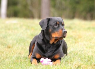 Kto kłamie gra po polsku?